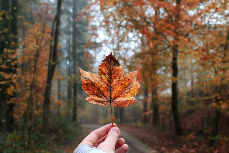 Jesienny liść w dłoni – slow life, uważność i kontakt z naturą